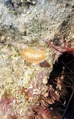 Ischnochiton cariosus