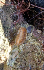 Ischnochiton cariosus