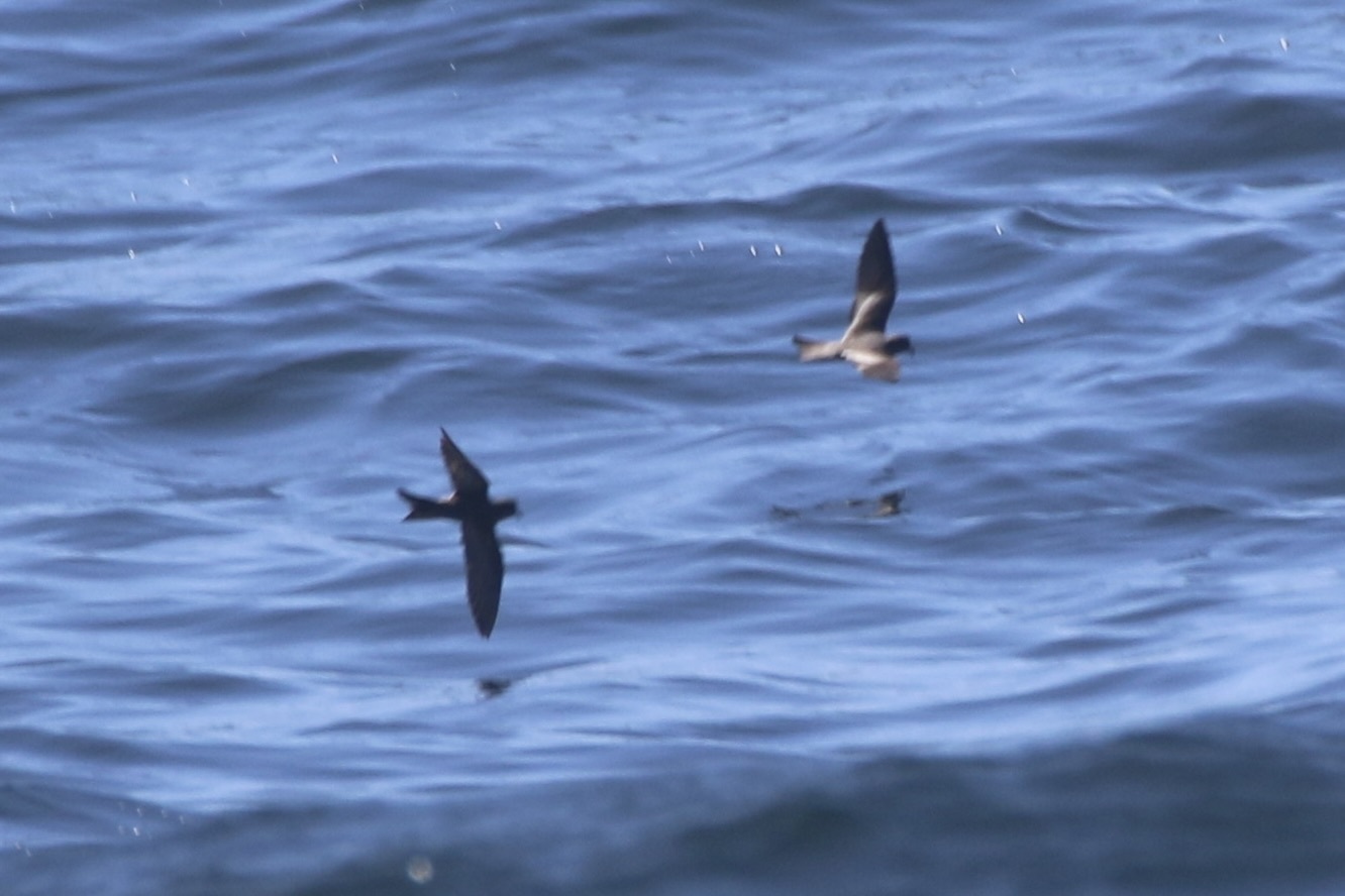 Ashy Storm Petrel (Hydrobates homochroa), photo 1