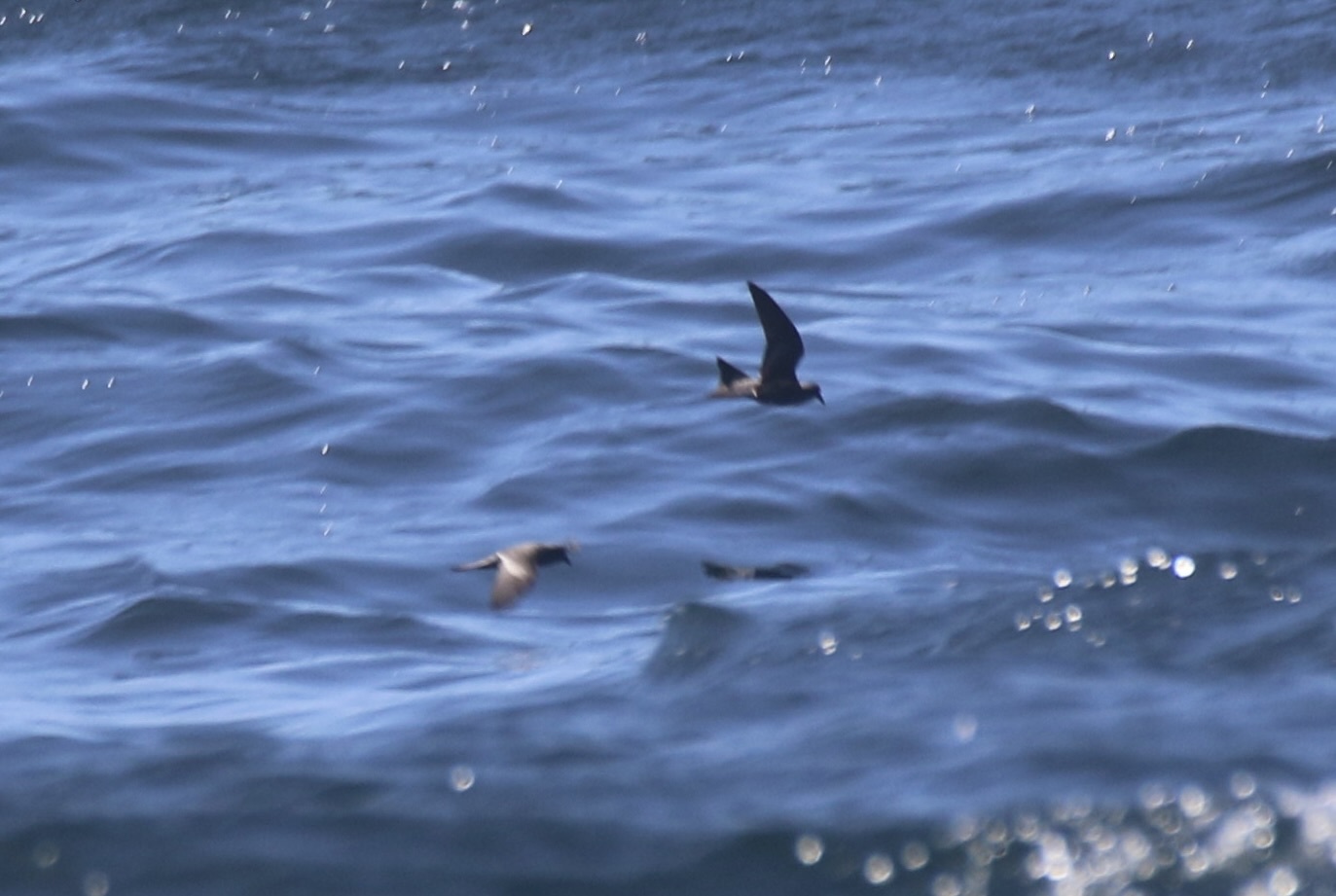 Ashy Storm Petrel (Hydrobates homochroa), photo 2