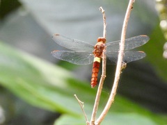 Hadrothemis coacta