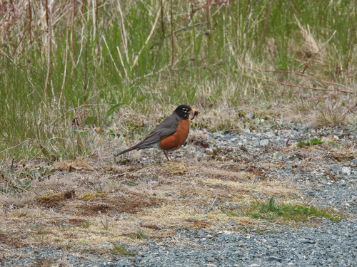 American Robin