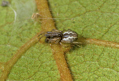 Theridion theridioides