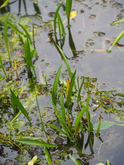 Alisma canaliculatum