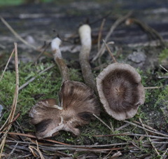 Inocybe lacera