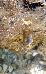 Isanemonia australis