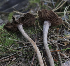 Inocybe lacera