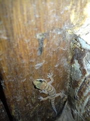 Pachydactylus weberi