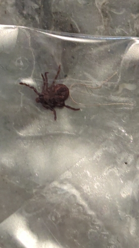 American Dog Tick