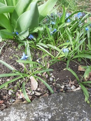Scilla siberica