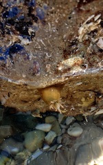 Isanemonia australis