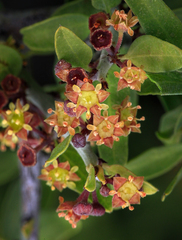 Condalia ericoides