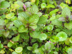 Limnophila rugosa