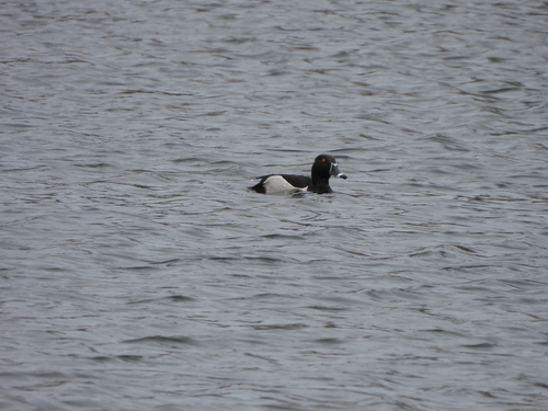 Ring-necked Duck