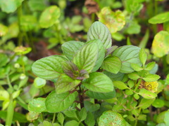 Limnophila rugosa