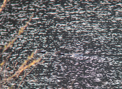 Anas platyrhynchos × zonorhyncha