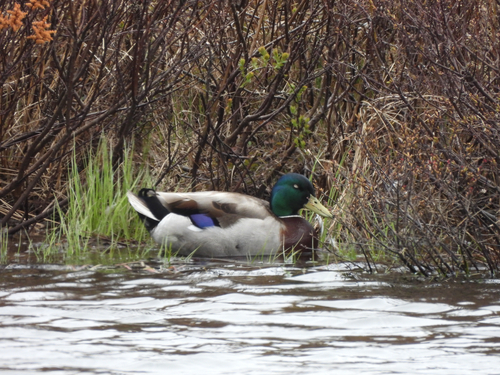 Mallard