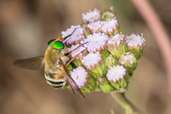 Esenbeckia incisuralis