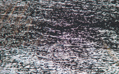 Anas platyrhynchos × zonorhyncha