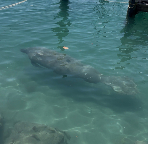 Florida Manatee observed by jellyjellywya