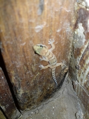 Pachydactylus weberi