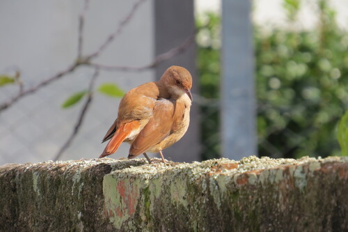 Rufous Hornero