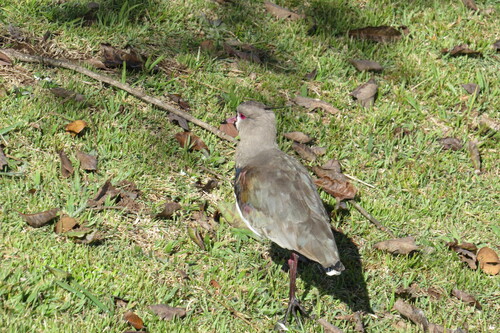 Southern Lapwing