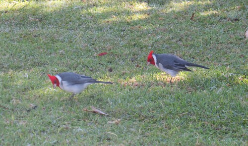 Red-crested Cardinal