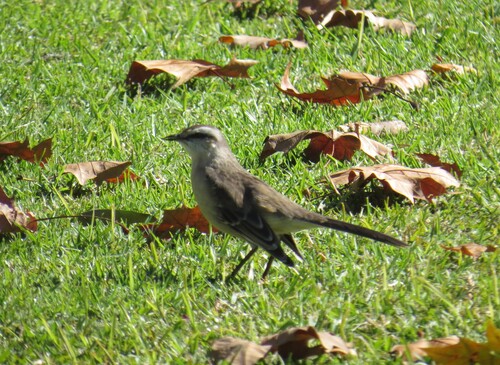 Chalk-browed Mockingbird
