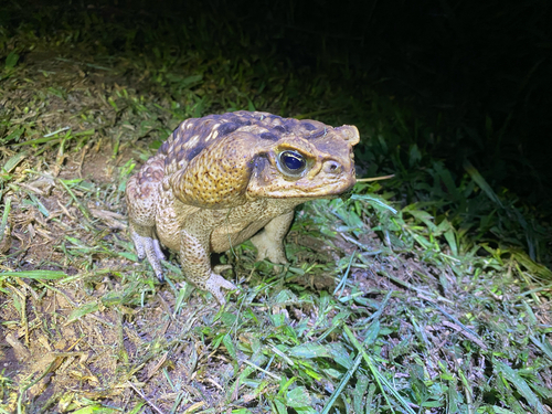 Giant Toad