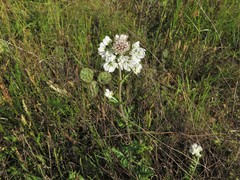Hymenopappus artemisiifolius artemisiifolius