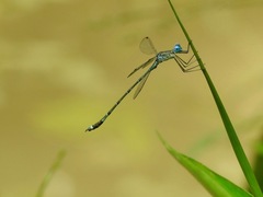 Lestes dissimulans