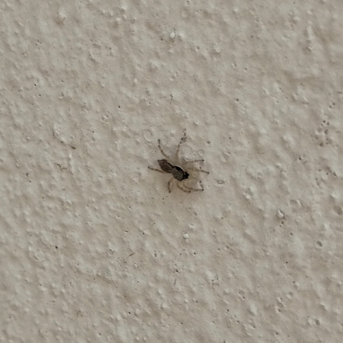 Gray Wall Jumping Spider