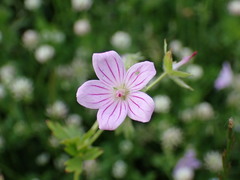 Geranium asphodeloides