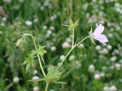 Geranium asphodeloides, photograph (c) Milan Chytrý, some rights reserved (CC BY)