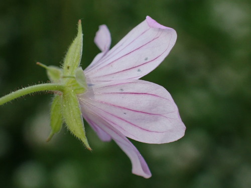 Geranium asphodeloides, photograph 2