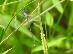 Lestes dissimulans