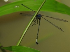 Lestes dissimulans