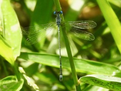 Lestes dissimulans