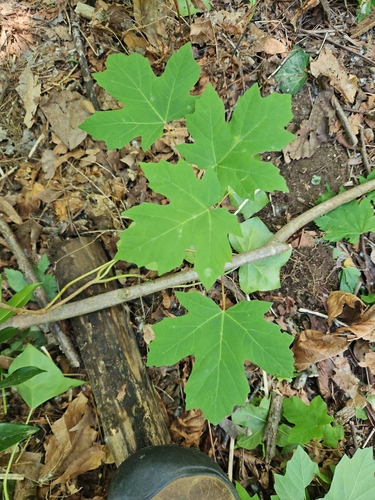bigleaf maple