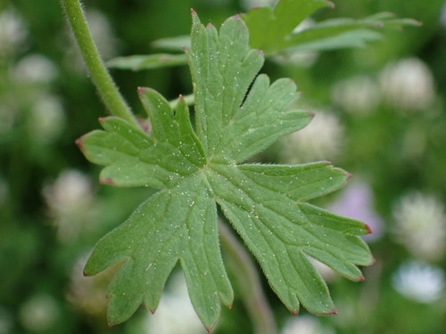 Geranium asphodeloides, photograph 3