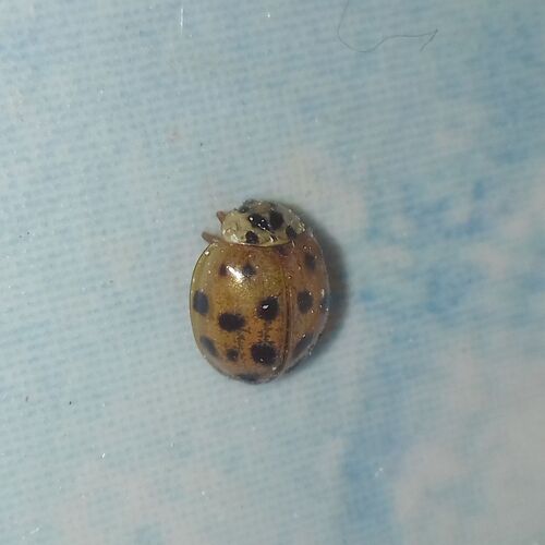 Asian Lady Beetle