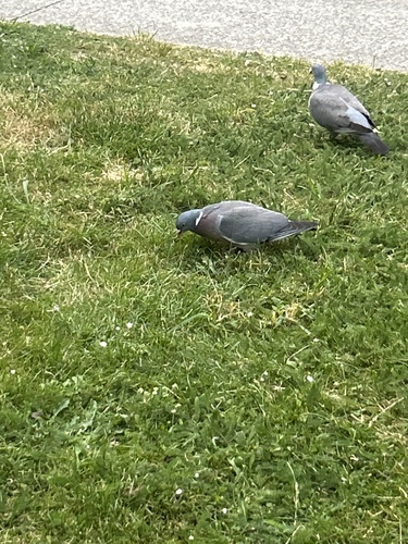 Common Wood-Pigeon