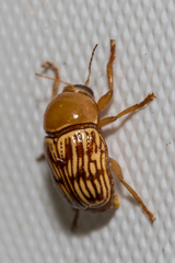 Cryptocephalus fulguratus