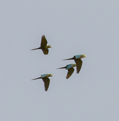 Orthopsittaca manilatus