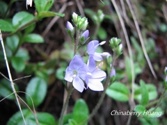 Veronica morrisonicola