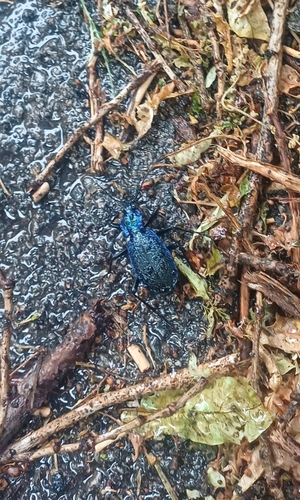 Blue Ground Beetle