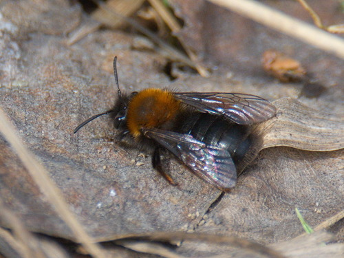Clark's Mining Bee