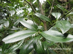 Euonymus spraguei