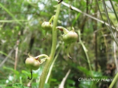 Pyrola morrisonensis